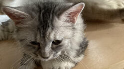 猫伝染性腹膜炎（FIP）を発症した愛猫あずきを助けてください。