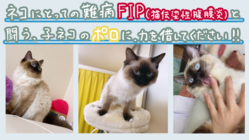 生後10ヶ月のオス猫＊ポロ＊のFIP治療費のご協力お願いします！ のトップ画像