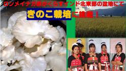 インド北東部僻地に希望溢れる未来を。きのこ栽培で収入向上を目指す！ のトップ画像