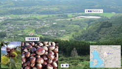 全滅寸前！猪被害から栗の幼木を救う、皆さんのお力をお貸しください！ のトップ画像