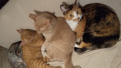 これから購入する中古住宅に猫のシェルターを併設したい！ のトップ画像