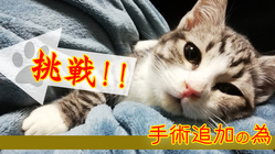 【難病】先天性門脈シャントの子ねこの命を助けて下さい。 のトップ画像