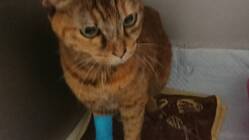 慢性腎不全ステージ4以上と言われたりんちゃんを助けて下さい のトップ画像