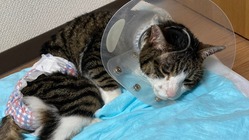 原因不明の下半身マヒ＆食道狭窄の愛猫を救いたい のトップ画像