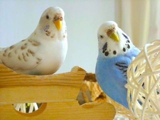 愛鳥家による無料預かり組織BIRDSITTERSの設立資金を集めたい!!