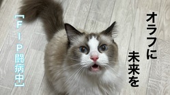 愛猫2匹目の難病FIP（猫伝染性腹膜炎）発症、オラフを助けたいです のトップ画像