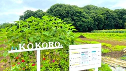 kokoro's farm 亡き母ちゃんの畑が水害に… のトップ画像