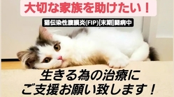 猫伝染性腹膜炎(FIP)になったロムを助けてください のトップ画像