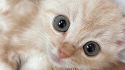 【FIP末期】余命宣告　生後５ヶ月のここを助けたい！ のトップ画像