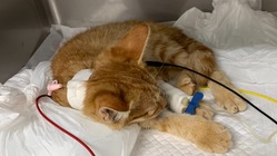 交通事故にあった保護猫ちゃんを助けたい！ のトップ画像