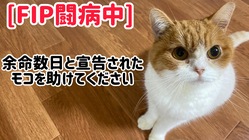 難病 猫伝染性腹膜炎(FIP)を発症したモコをどうか助けて下さい。