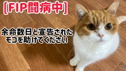 難病 猫伝染性腹膜炎(FIP)を発症したモコをどうか助けて下さい。 のトップ画像