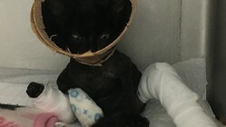 保護した仔猫が断脚することに！お力をお貸しください！！ のトップ画像