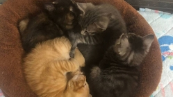 【生涯の家族へ繋ぎたい】保護猫達への資金援助をお願いします。 のトップ画像