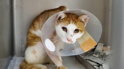 骨折した地域猫の手術費用ご支援お願いします！