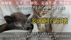 残り数日。飼育崩壊の家から瀕死状態の子猫レスキュー助けであげたい。 のトップ画像