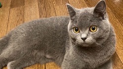 【猫伝染性腹膜炎(FIP)闘病中】ちゃるめへの治療費ご支援のお願い のトップ画像