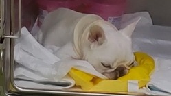 ソラちゃんの検査費用及び手術・入院費用にご支援をお願いいたします。 のトップ画像