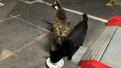 保護猫おでんくんにおでんハウスを作りたい！お力貸して下さい のトップ画像