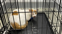 車に跳ねられた猫を保護しました。治療費のご支援をお願いします。 のトップ画像