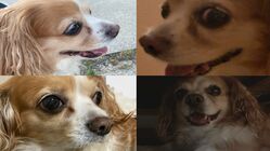 僧帽弁閉鎖不全症を患い余命半年しかない愛犬ノンをどうしても助けたい のトップ画像
