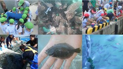 地球温暖化で変わる東北の海に稚魚を放流して、豊かな海を守ろう のトップ画像