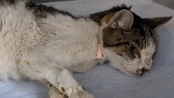 保護ネコの長期治療にご協力をお願いしたいです！ のトップ画像