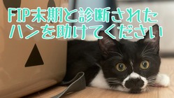 生後4か月でFIPと診断された愛猫ハンを救いたい のトップ画像