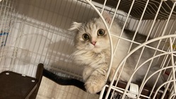 猫伝染性腹膜炎（FIP)の治療にご支援、ご協力をお願いいたします のトップ画像
