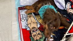 先天性の病気で歩けない仔犬のノアを歩かせたい！手術費支援のお願い のトップ画像