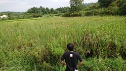 耕作放棄地を活用し地球や社会に貢献！『第１弾・本気でバナナ栽培』 のトップ画像