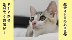 ★生後4ヶ月の愛猫へパワーをください！猫伝染性腹膜炎【FIP】 のトップ画像