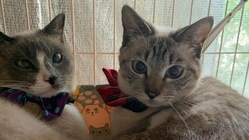 FIP（猫伝染性腹膜炎）治療の為、小さな家族を助けて下さい！ のトップ画像