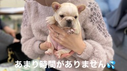 重度心臓病の愛犬『おもち』の手術費用のご支援をお願いします のトップ画像