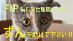 猫伝染性腹膜炎（FIP）を発症した『ずん』を助けたい のトップ画像