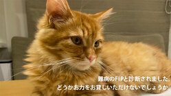 猫難病FIPと闘う小さな命にどうかお力添えいただけませんでしょうか のトップ画像