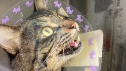 こうたろう「鋼太郎」を助けてください！ のトップ画像