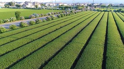 良質茶葉「開成MyTea」の事業継承とオリジナルブランド立ち上げ のトップ画像