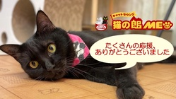 念願の地"猫実（ねこざね）"で成猫に特化した保護猫カフェ継続へ のトップ画像