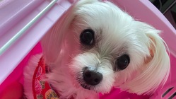 【愛犬しらすを助けてください】僧帽弁閉鎖不全症、手術費支援のお願い のトップ画像