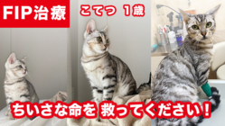 難病FIPにかかった愛猫「こてつ」を助けたい のトップ画像