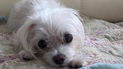 犬マルチーズくう5歳を助けてください のトップ画像