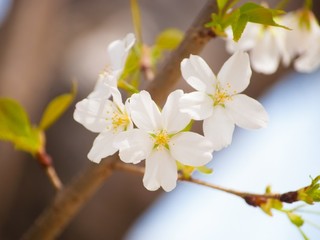 障がい者事業所のみんなで北海道に100本の桜を植える！ のトップ画像