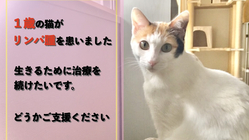 1歳でリンパ腫を患った猫にできる限りの治療をしてあげたい のトップ画像
