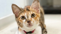 難病【FIP】発症。子猫のつばきの命を救ってください！ のトップ画像
