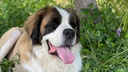 愛犬と子供を一緒に散歩させてあげたい。 のトップ画像