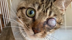 事故にあった保護猫に手術をしてあげたい のトップ画像