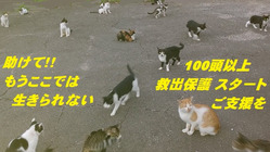 島に取り残される猫たちの救出。保護シェルターの購入を決断しました。 のトップ画像