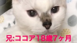 腎不全&甲状腺亢進症の18歳ココアと亡きミントにご支援願います のトップ画像