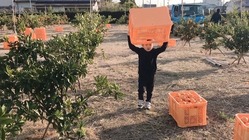 静岡の荒れた畑をオレンジ色に！甘いみかんで耕作放棄地を復活させたい のトップ画像